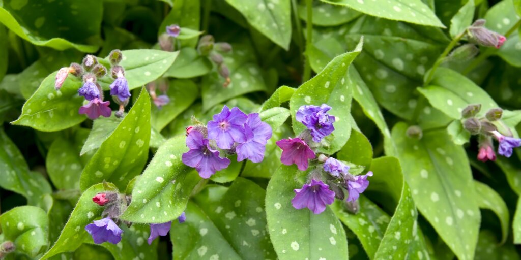 plucnik-lekarsky-pulmonaria-officinalis-rastlinkovo