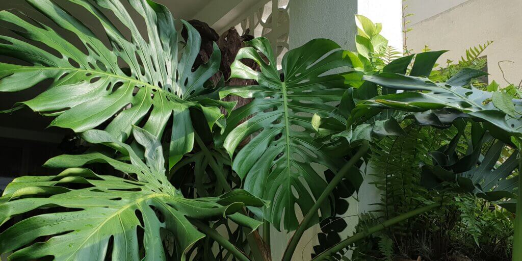 monstera-deliciosa-pestovanie-rastlinkovo