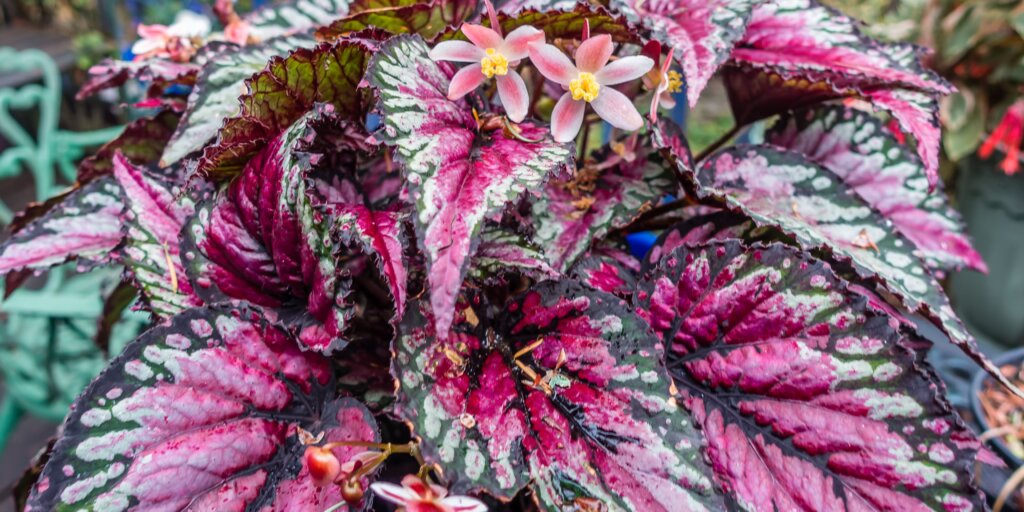 begonia-starostlivost-rastlinkovo