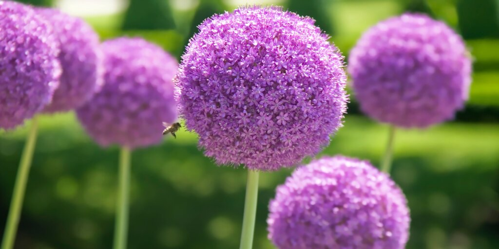 allium-rastlinkovo