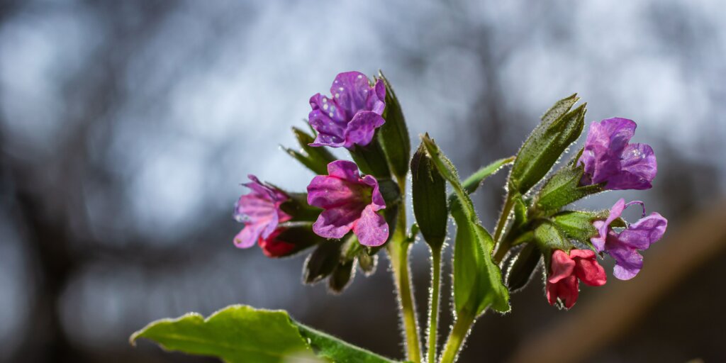 plucnik-lekarsky-pulmonaria-officinalis-rastlinkovo