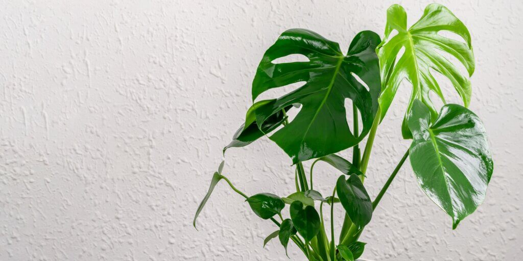 monstera-deliciosa-pestovanie-rastlinkovo