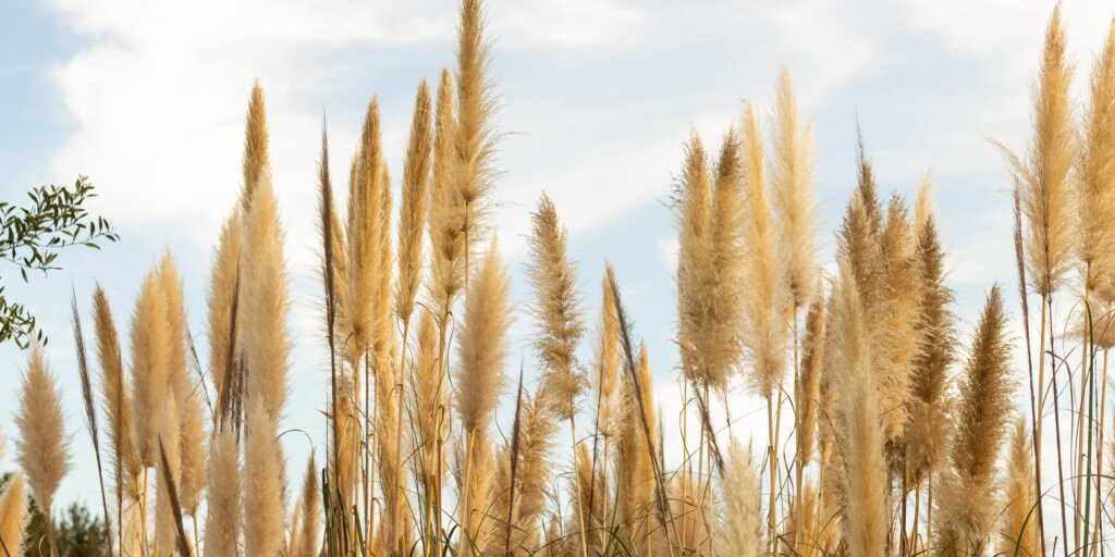 okrasna-trava-cortaderia-rastlinkovo