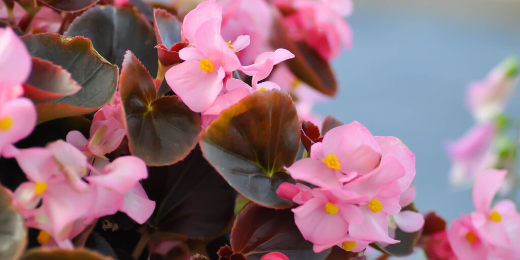 begonia-starostlivost-rastlinkovo