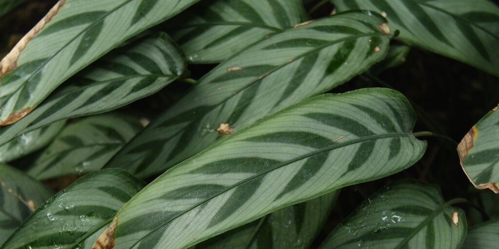 suche-listy-calathea-rastlinkovo