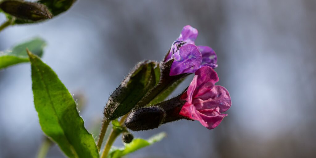 plucnik-lekarsky-pulmonaria-officinalis-rastlinkovo