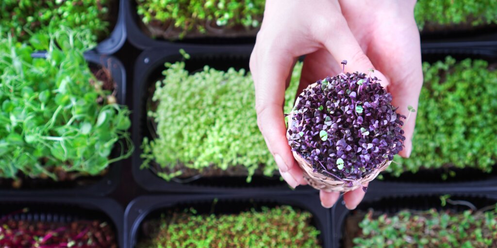 microgreens-jedle-rastliny-rastlinkovo