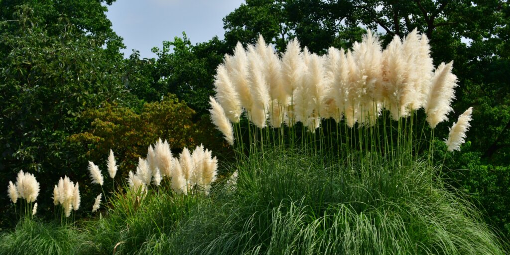 okrasna-trava-cortaderia-rastlinkovo