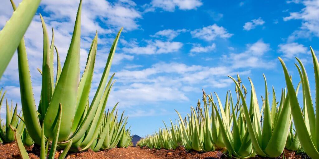 aloe-vera-rastlinkovo