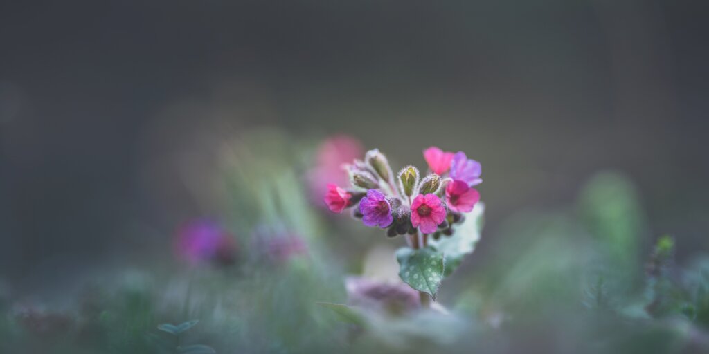 plucnik-lekarsky-pulmonaria-officinalis-rastlinkovo