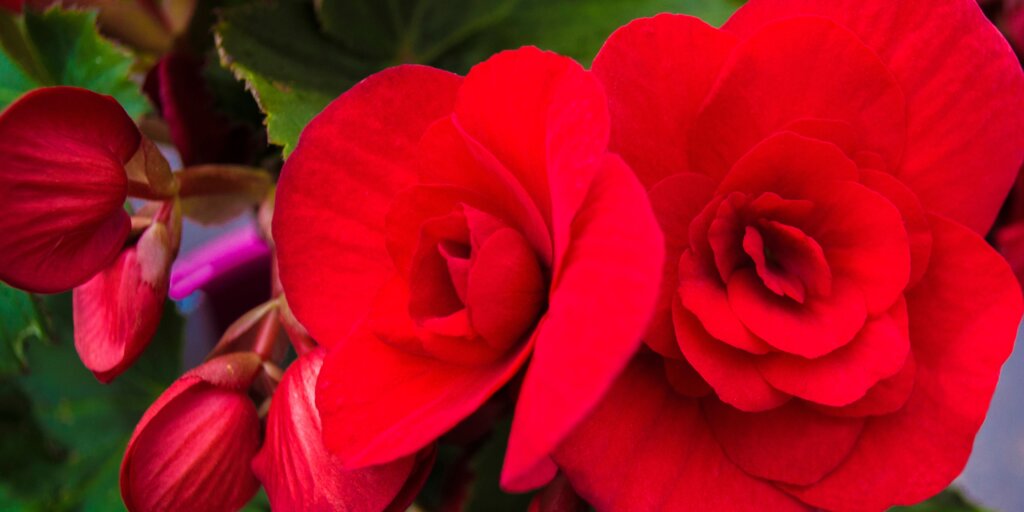 begonia-starostlivost-rastlinkovo