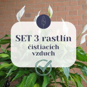 set-3-rastlin-cistiacich-vzduch-rastlinkovo