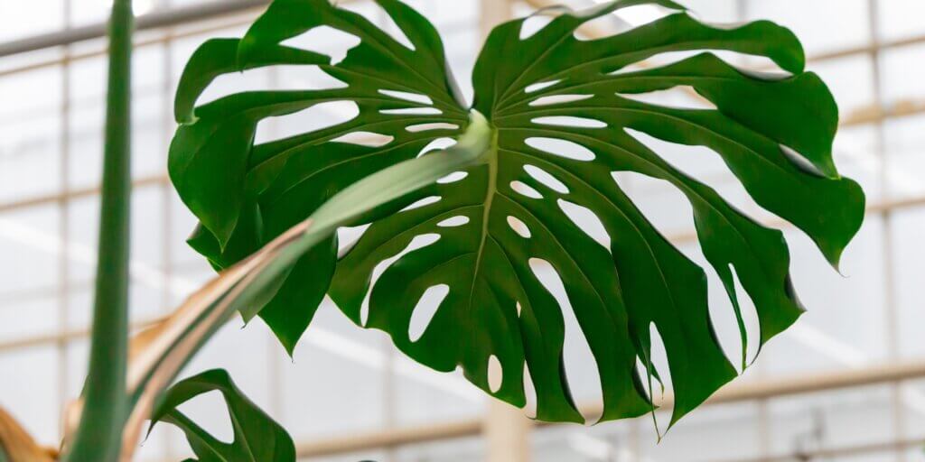 monstera-deliciosa-pestovanie-rastlinkovo