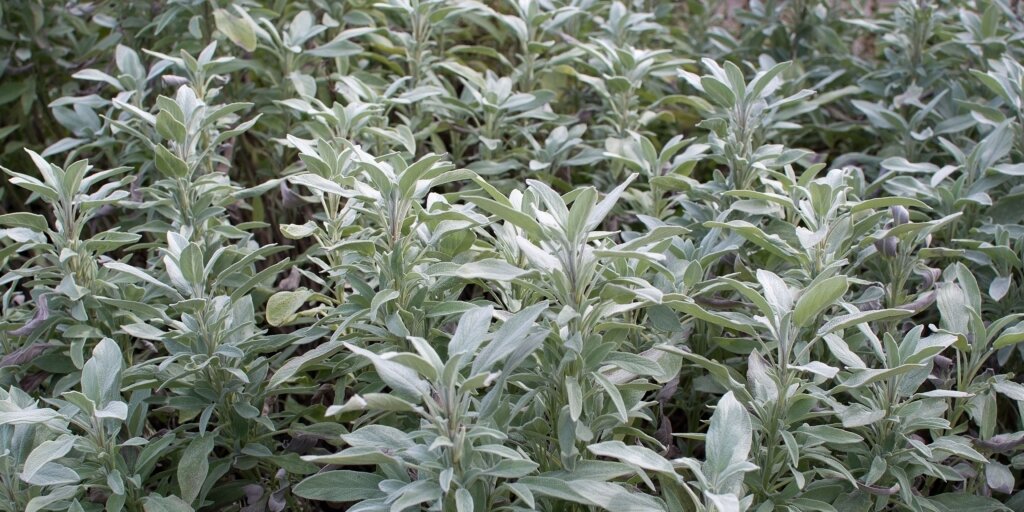 salvia-lekarska-salvia-officinalis-rastlinkovo