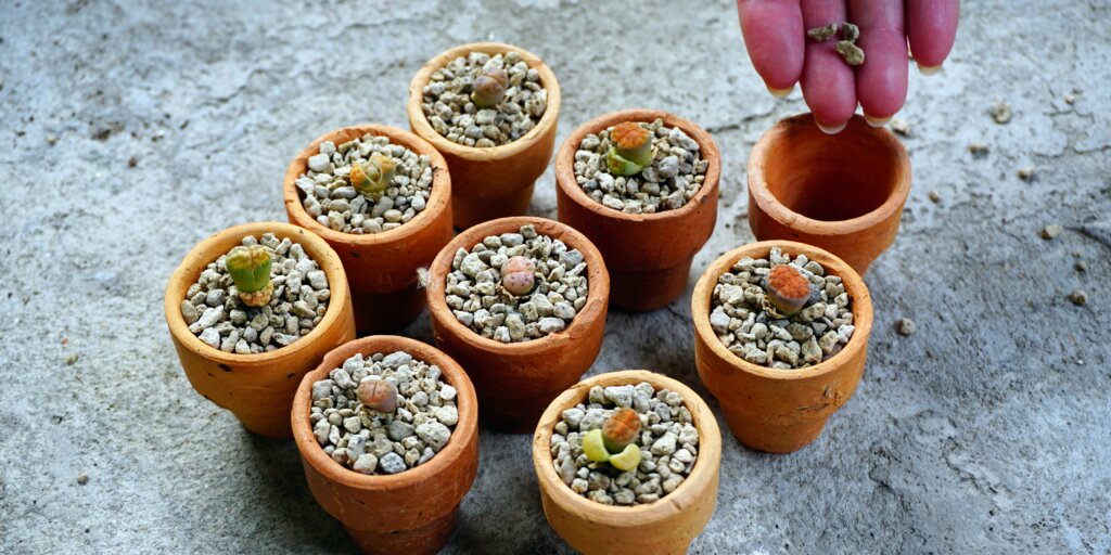 lithops-zive-kamene-rastlinkovo