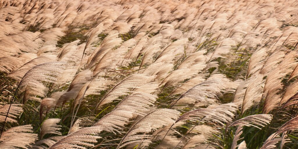 okrasna-trava-miscanthus-rastlinkovo