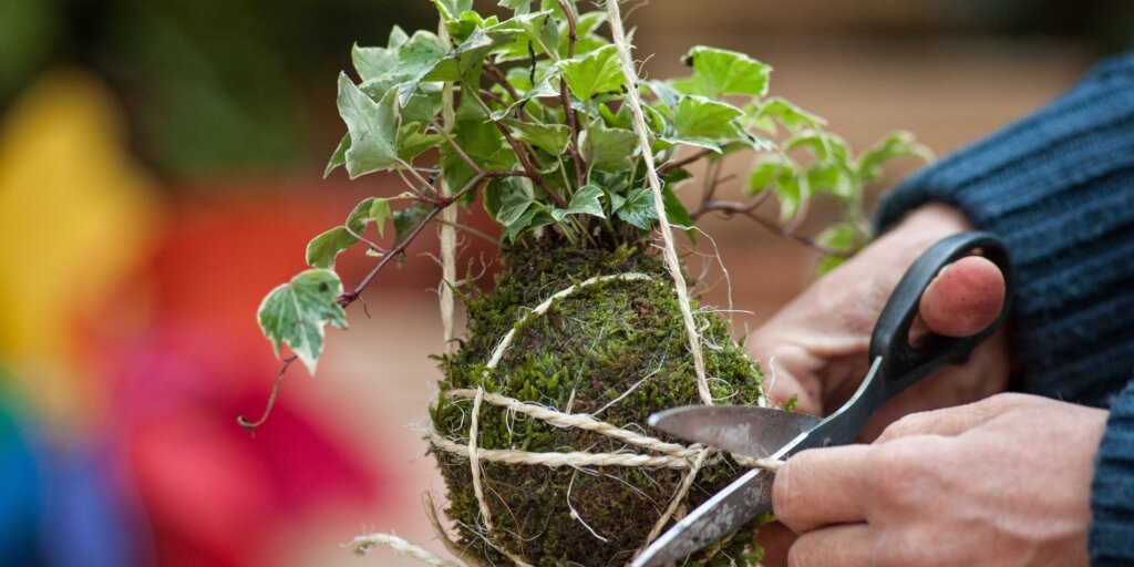 kokedama-rastlinkovo