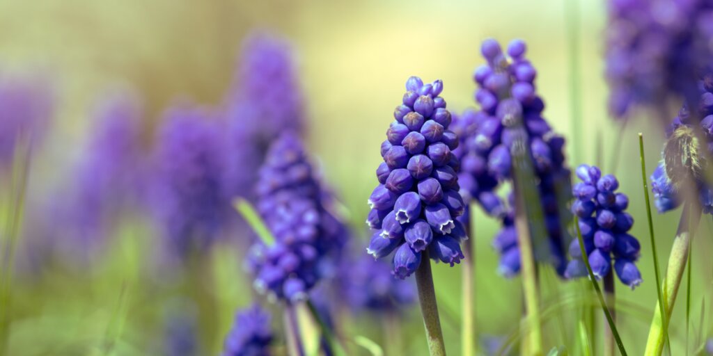 modrica-muscari-rastlinkovo