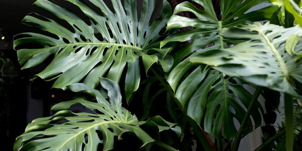 monstera-deliciosa-pestovanie-rastlinkovo