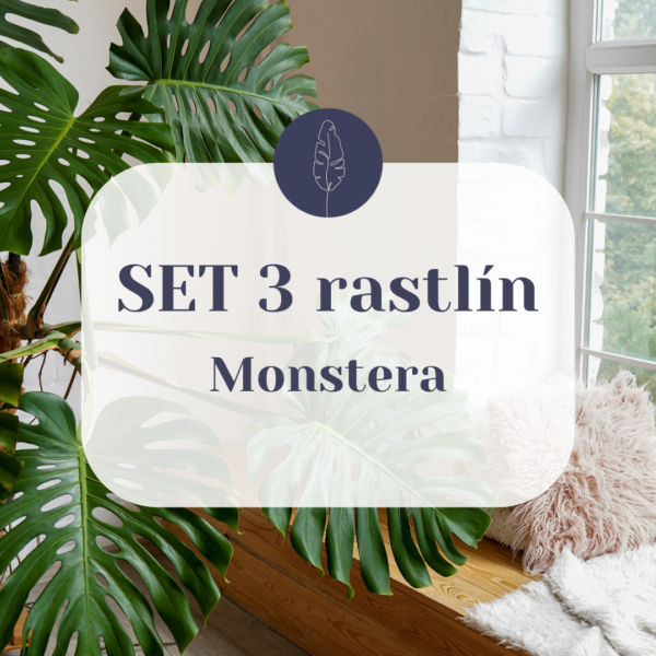 set-rastlin-monstera-rastlinkovo