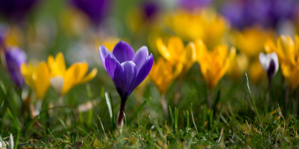 crocus-krokus-rastlinkovo