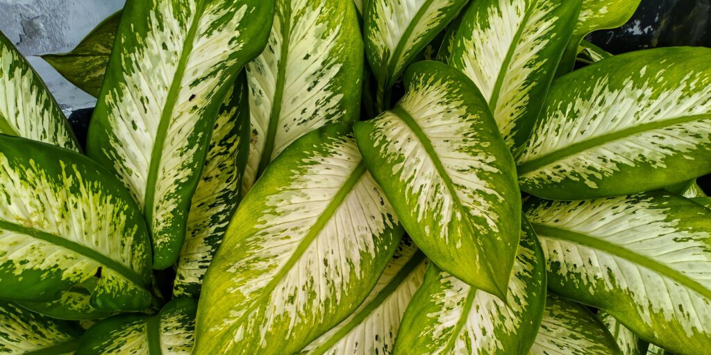 dieffenbachia-pestovanie-rastlinkovo