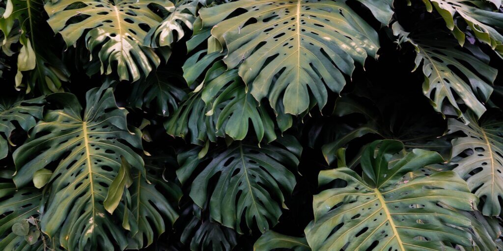 monstera-deliciosa-pestovanie-rastlinkovo