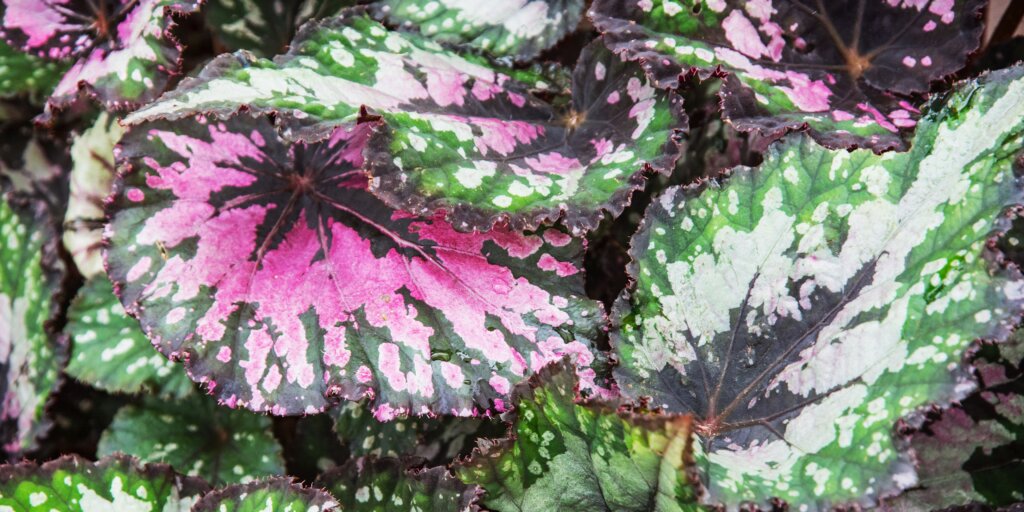 begonia-starostlivost-rastlinkovo