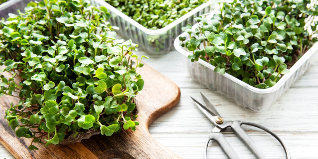 microgreens-jedle-rastliny-rastlinkovo