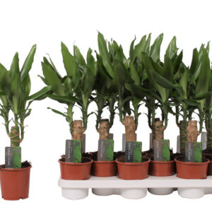 dracaena-strauderi-rastlinkovo