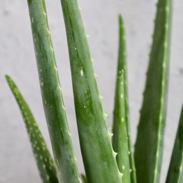 aloe-vera-rastlinkovo