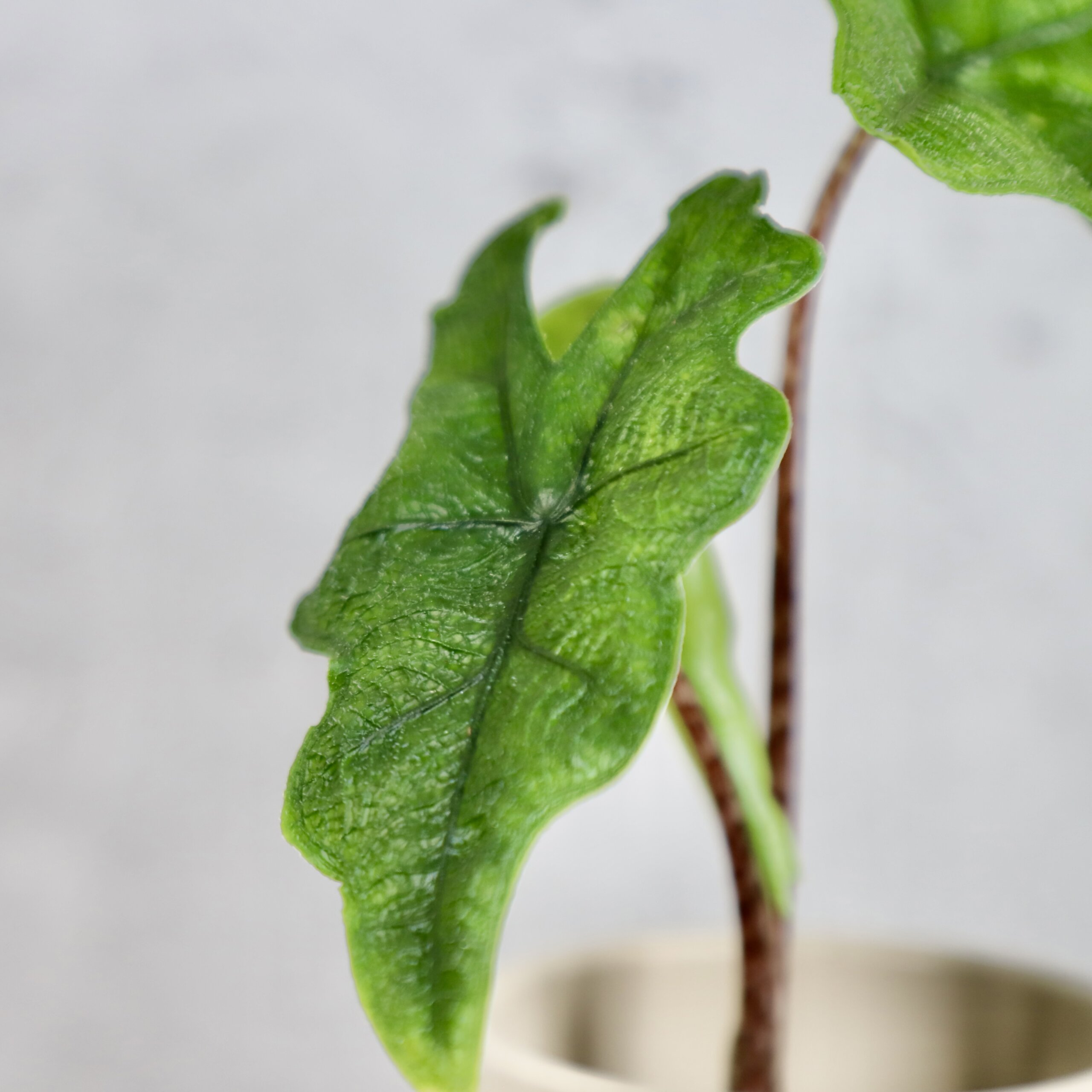 alocasia-jacklyn-rastlinkovo