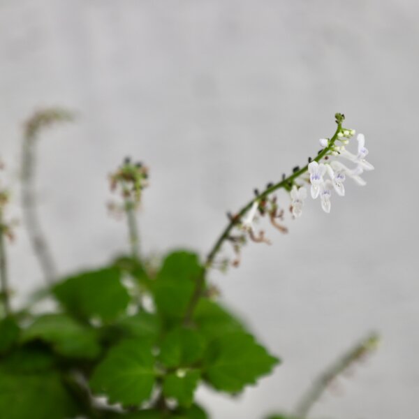 nadchovnik-plectranthus-nicoletta-rastlinkovo