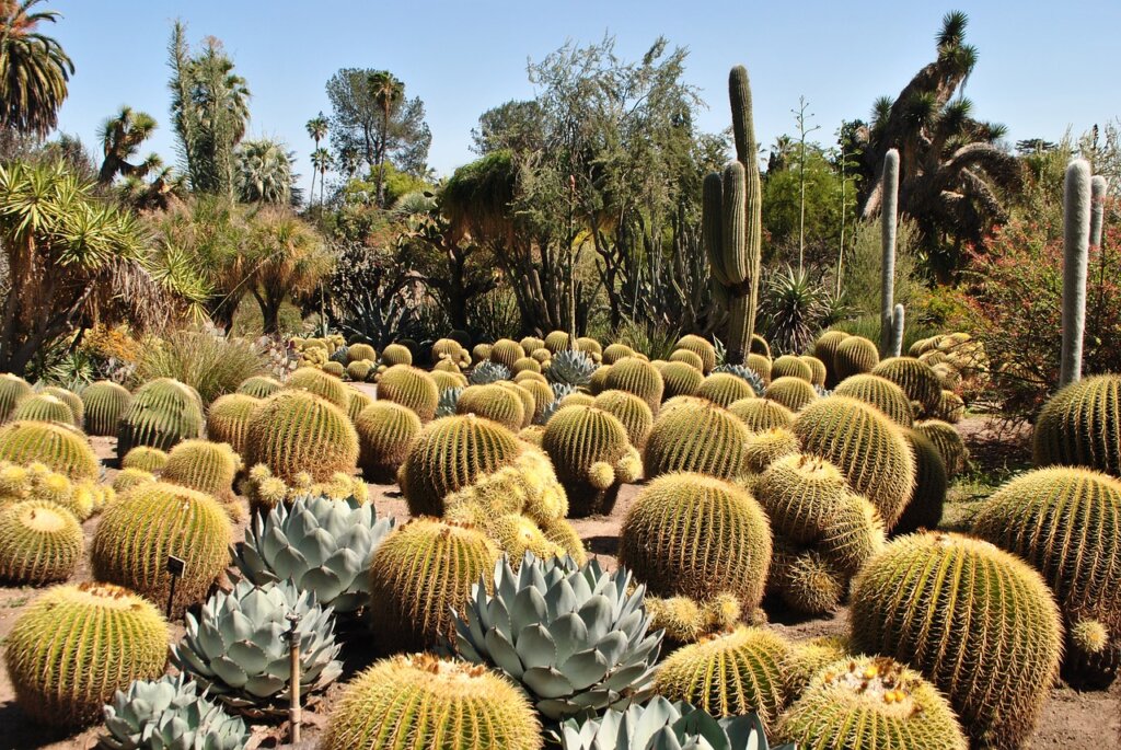 desert botanical garden 1