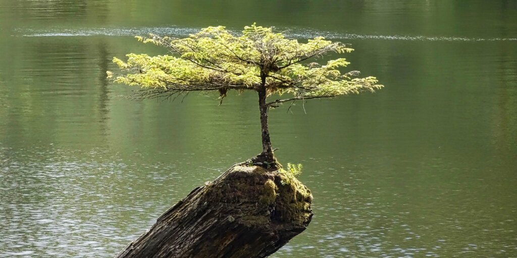 bonsai-umenie-pestovanie-rastlinkovo