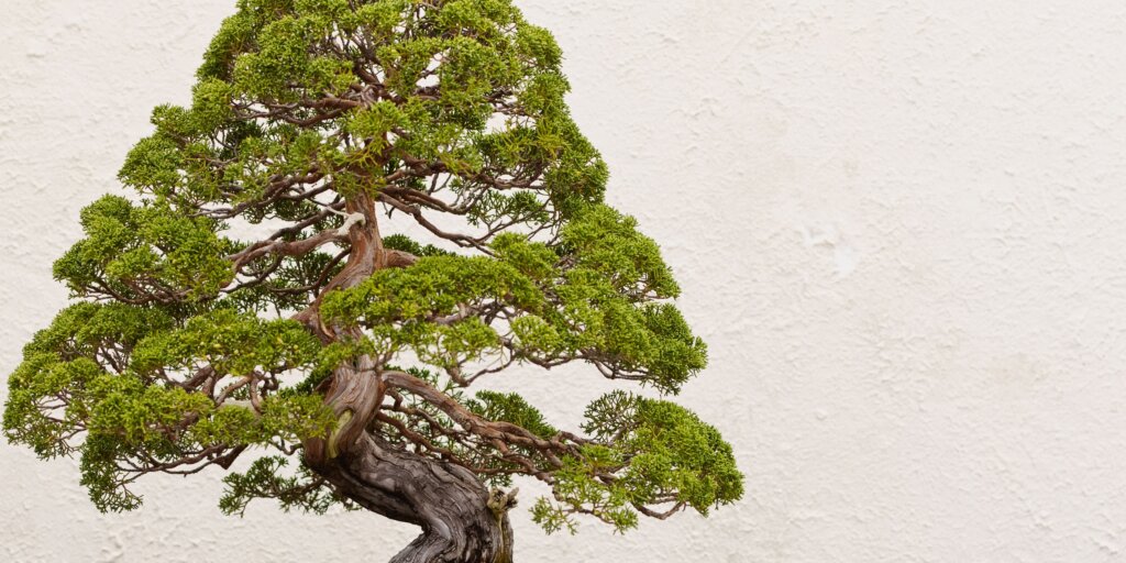 bonsai-umenie-pestovanie-rastlinkovo