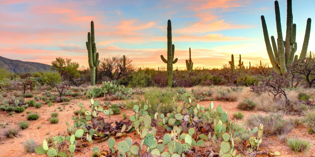 saguaro-kaktus-rastlinkovo