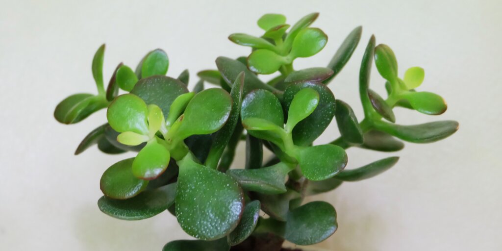 crassula-ovata-pestovanie-rastlinkovo