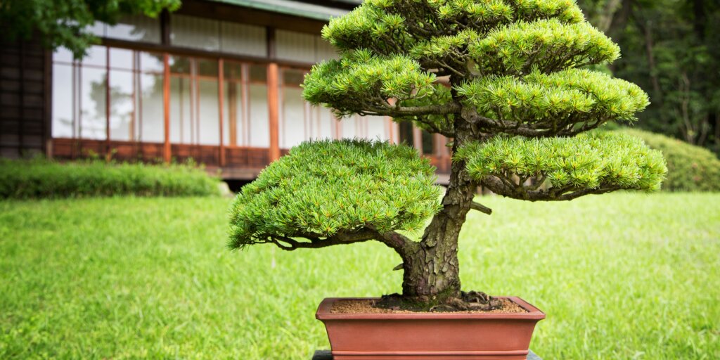 bonsai-umenie-pestovanie-rastlinkovo