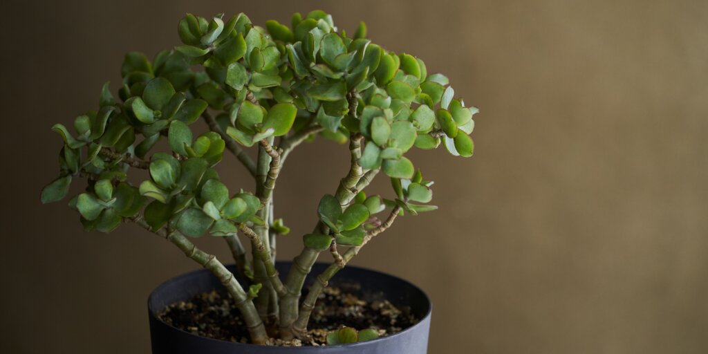 crassula-ovata-pestovanie-rastlinkovo