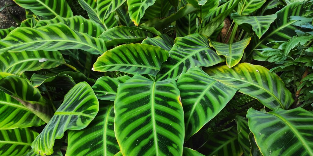 kalatea-calathea-zebrina-pestovanie-rastlinkovo