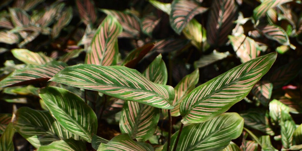 calathea-ornata-pestovanie-rastlinkovo