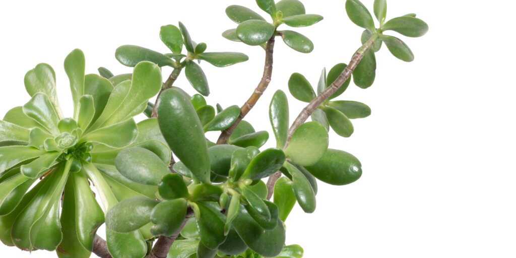 crassula-ovata-pestovanie-rastlinkovo