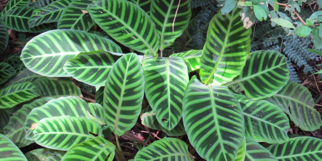 kalatea-calathea-zebrina-pestovanie-rastlinkovo