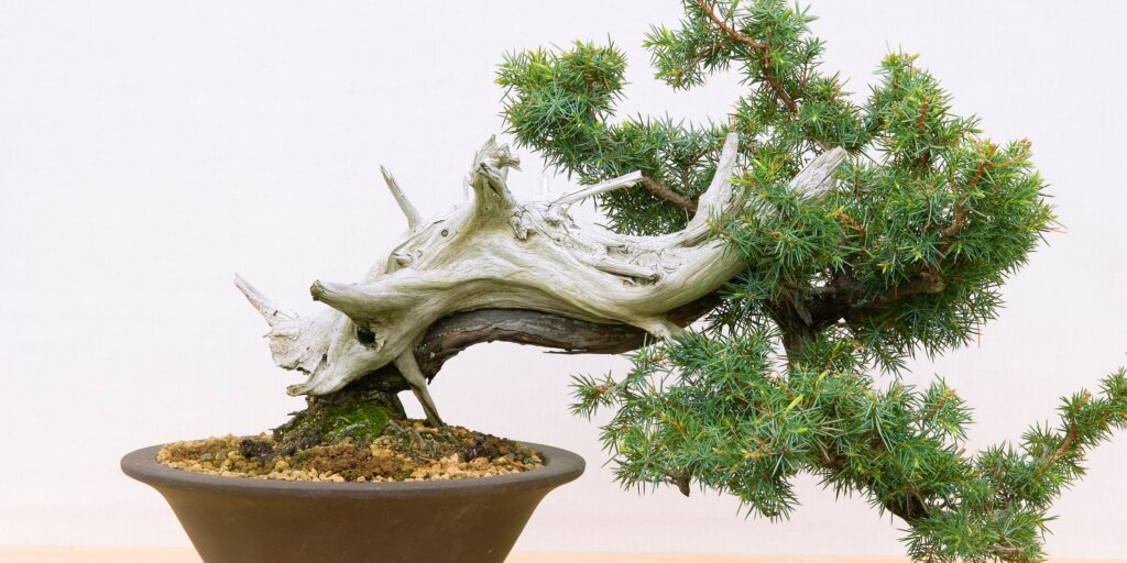 bonsai-umenie-pestovanie-rastlinkovo