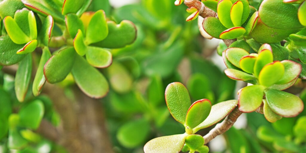 crassula-ovata-pestovanie-rastlinkovo