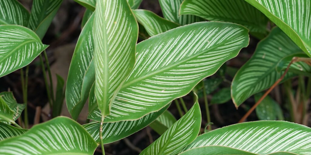 calathea-ornata-pestovanie-rastlinkovo