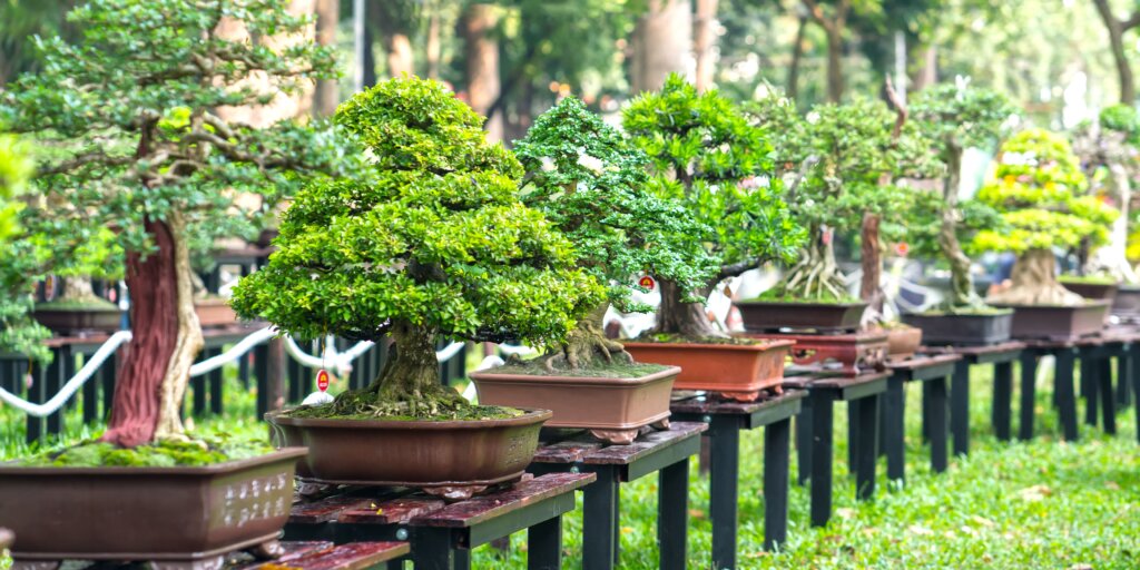 bonsai-umenie-pestovanie-rastlinkovo