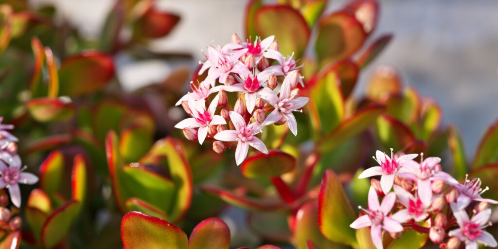 crassula-ovata-pestovanie-rastlinkovo