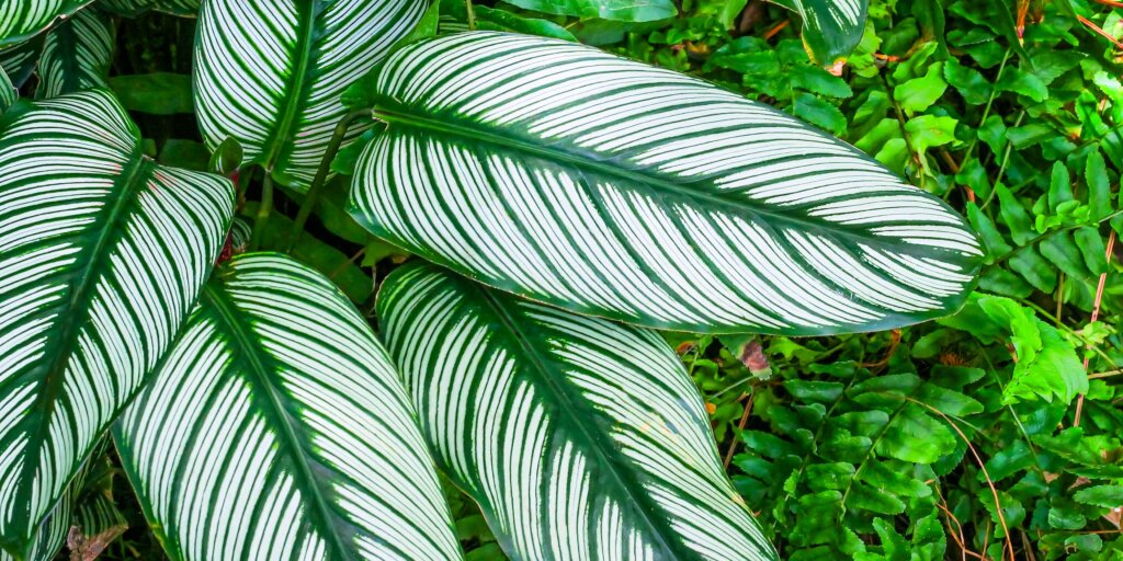 calathea-ornata-pestovanie-rastlinkovo